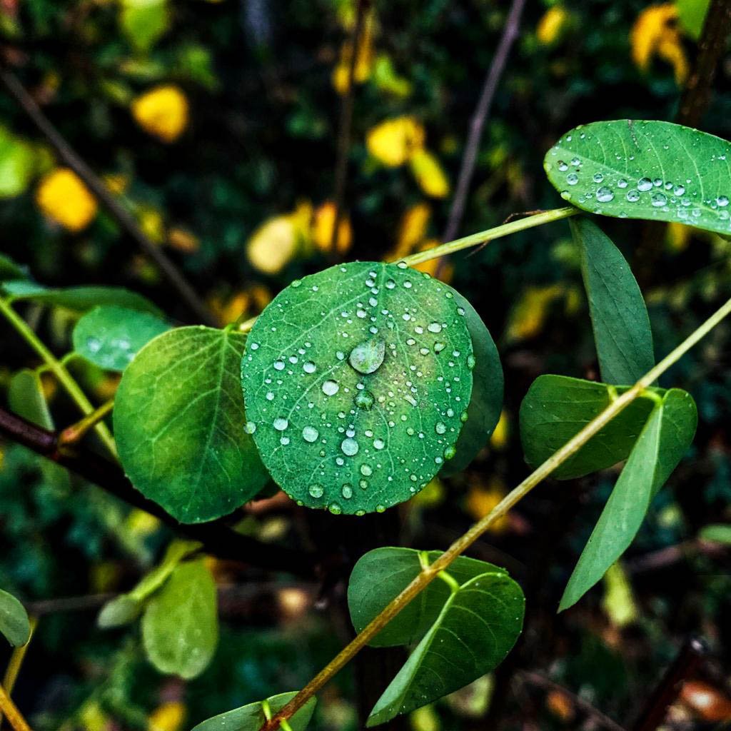 Naturadvitam - Naturopahte Educatrice Santé À RUEIL-MALMAISON