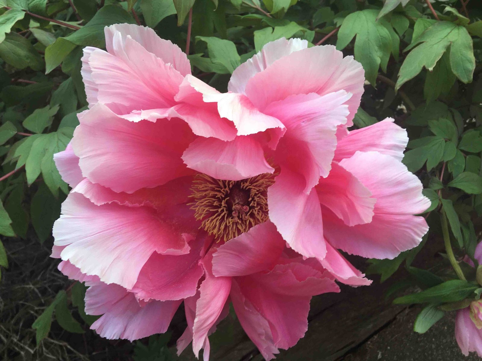 Naturadvitam - Naturopathe Educatrice Santé À RUEIL-MALMAISON